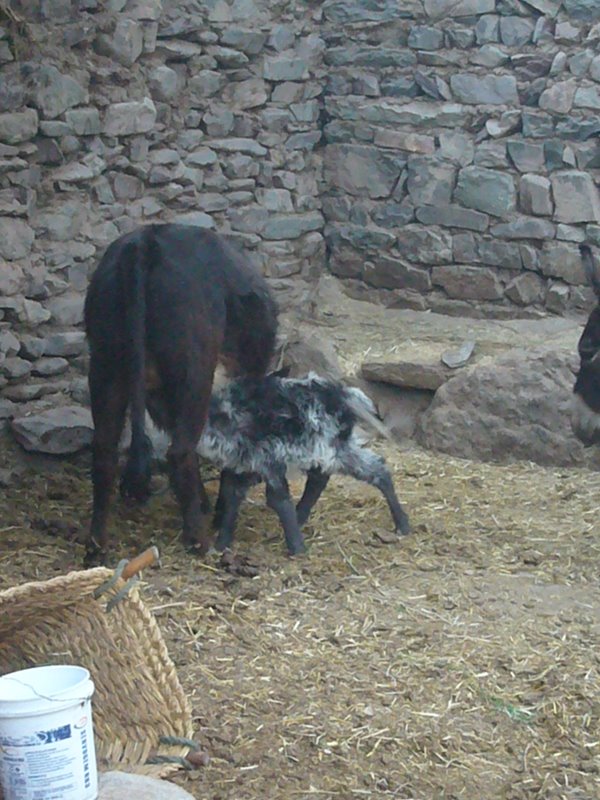Travel - India - Ladakh - Trip to Alchi - Alchi